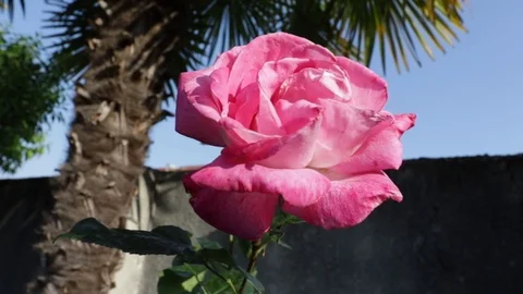 Red rose in front of a palm tree Stock Footage 109514588