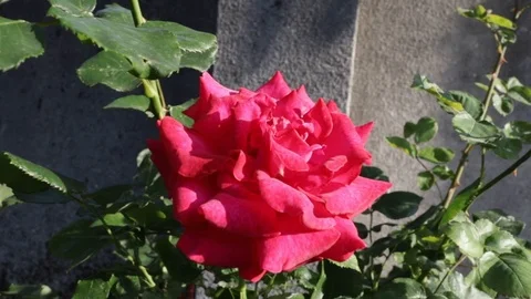 Red rose in front of a wall 01 Stock-Footage 109514636