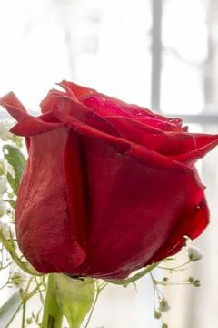 Red Rose in Front of a Window Stock Photos