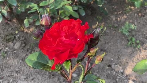 Red Rose in full bloom Stock Footage 242664453