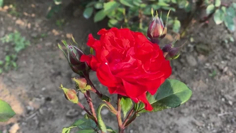 Red Rose in full bloom Stock Footage 242667202