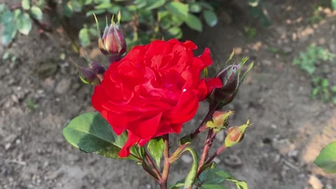 Red Rose in full bloom Stock Footage 242667231