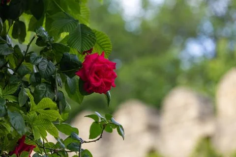 A red rose is in full bloom on a leafy branch Stock Photos