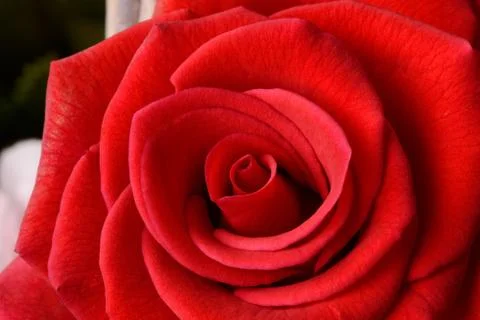 Red rose in full bloom Stock Photos
