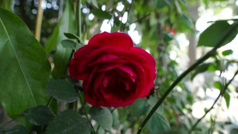 Red Rose In A Garden, 4k Stock Footage 146971994