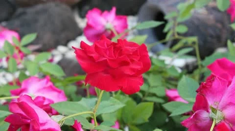 Red Rose in the Garden Stock Footage 10579500