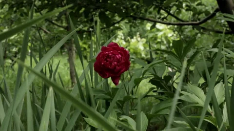 Red rose in garden Stock Footage 34754587