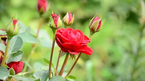 Red rose in the garden. Stock Footage 42033219