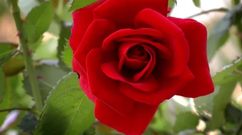 Red Rose in the Garden Stock Footage 50757841