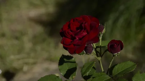Red rose in garden Video stock 52370556