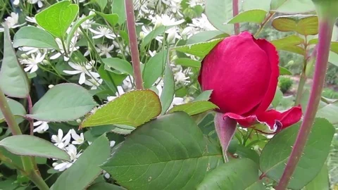 Red rose in the garden Stock Footage 77277468