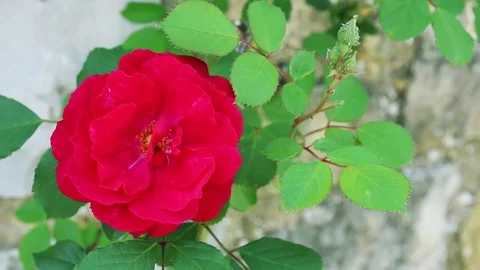 Red rose in the garden. Stock Footage 109540464