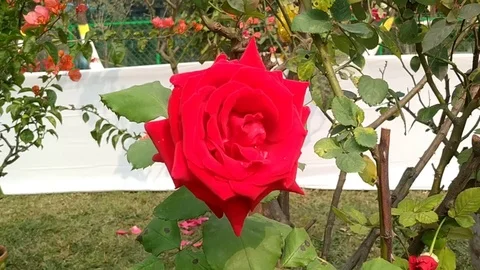 Red Rose in Garden Stock Footage 126721957