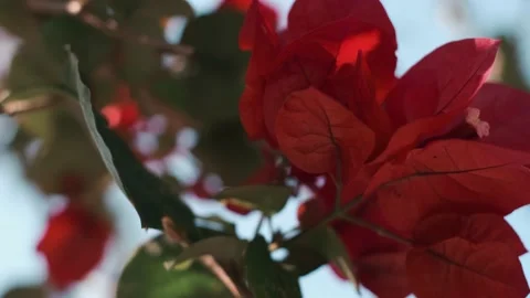 Red rose in the garden 스톡 동영상 138514651