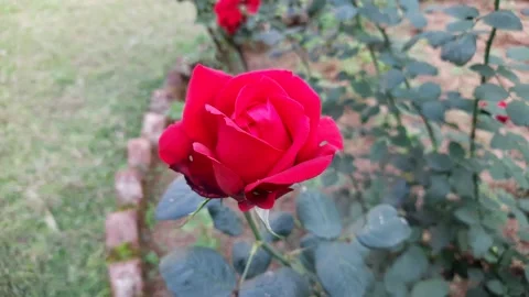 Red rose in garden. Stock Footage 167825403