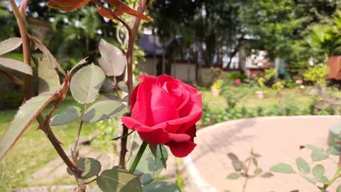 Red rose in garden. Vídeo Stock 167825477