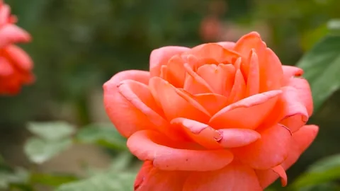 Red rose in garden Stock-Footage 303048512