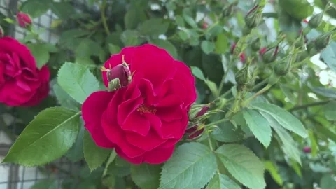 Red rose in the garden. Stock Footage 313991699