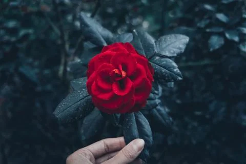 Red rose in garden Fotos Stock