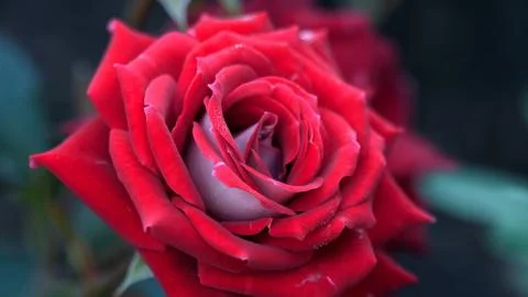 A red rose in the garden Stock Photos