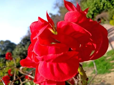 Red rose in the garden Stock Photos