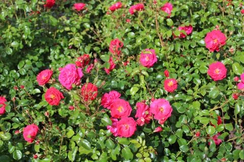 Red rose in the garden Stock Photos