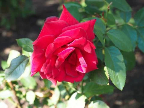 Red rose in the garden Photos