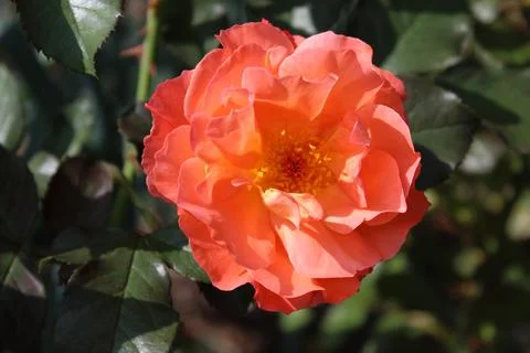 Red rose in the garden Stock Photos
