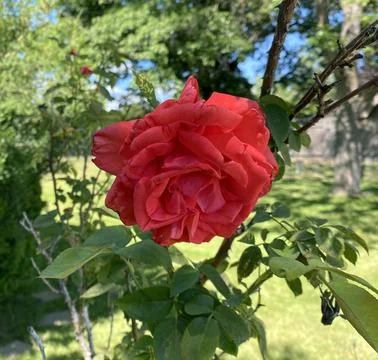 Red rose in the garden Stock Photos