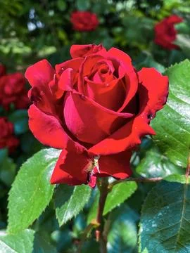 Red rose in garden Stock Photos