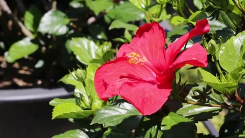 Red rose in garden, red rose in park Video stock 310079802
