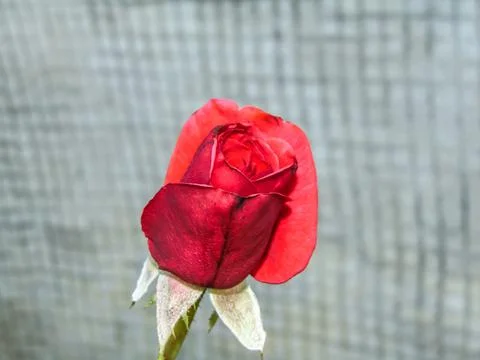 Red rose in the garden. Selective focus Stockfoto's