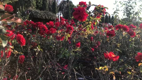 Red rose garden spring Stock Footage 146098461