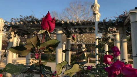Red rose garden spring Stock Footage 146098830