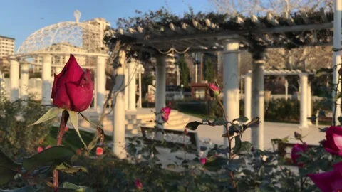 Red rose garden spring Stock Footage 146099251