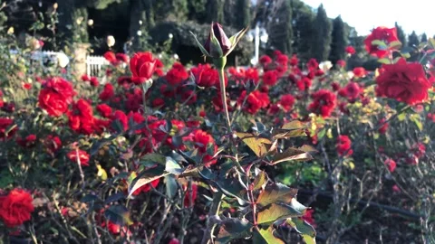 Red rose garden spring Stock Footage 146099339