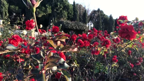 Red rose garden spring Stock Footage 146099433