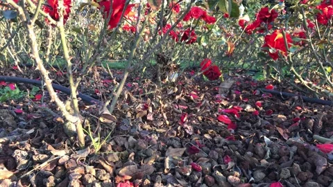 Red rose garden spring Stock Footage 146099575