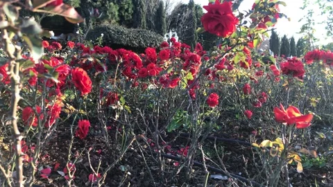Red rose garden spring Stock Footage 146099603