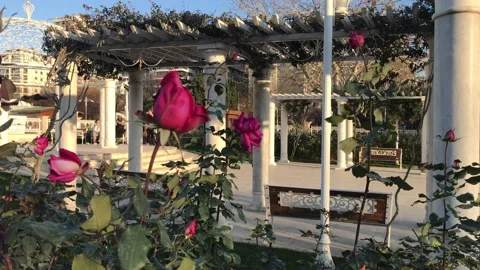 Red rose garden spring Stock Footage 146099708