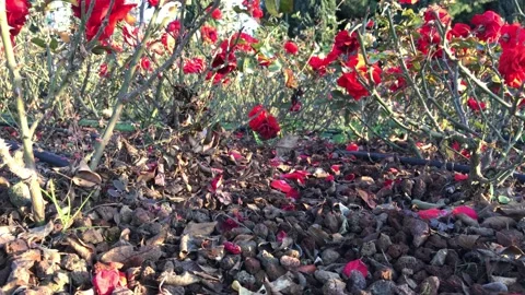 Red rose garden spring Stock Footage 146099921