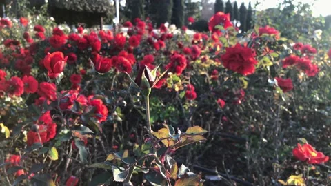Red rose garden spring Stock Footage 146100256