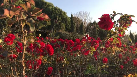 Red rose garden spring Stock Footage 146100328