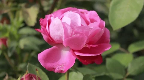 Red rose in the garden on the wind Stock Footage 45410849
