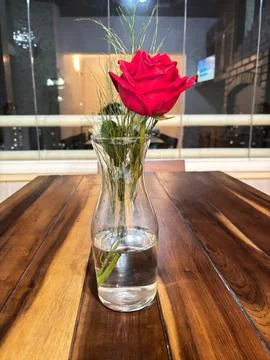 Red rose in a glass vase Stock Photos