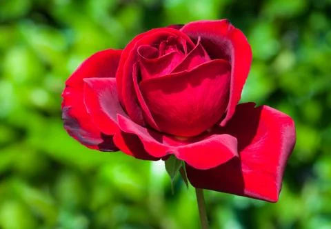 Red rose on green background Stock Photos