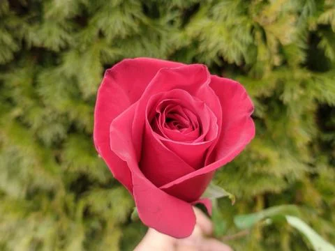 Red rose on a green background Stock Photos
