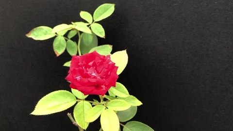 Red rose with green leafs Video stock 141639366