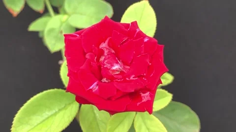 Red Rose with green leafs Video stock 141639367