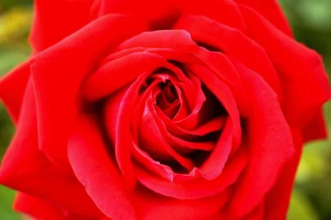 Red rose with green Stock Photos